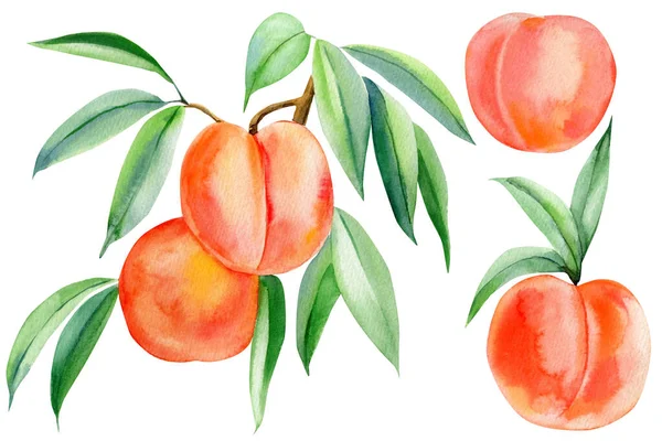 Perziken op een twijg, bladeren, fruit geïsoleerde witte achtergrond, aquarel schilderen. Bedrukking voor weefsels, verpakkingspapier — Stockfoto