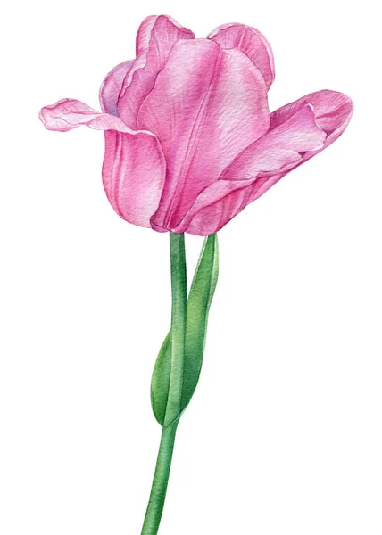 Tulipán rosa. Ilustración de flores aislada sobre fondo blanco para su diseño. — Foto de Stock