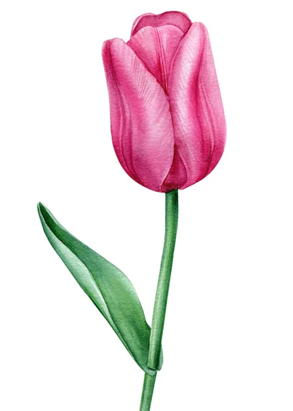 Fleur de tulipe. Illustration aquarelle isolée sur fond blanc. — Photo