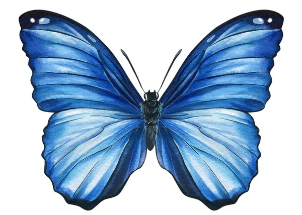 Μπλε πεταλούδα σε ένα απομονωμένο λευκό φόντο, ακουαρέλα απεικόνιση, χέρι σχέδιο, ζωγραφική — Φωτογραφία Αρχείου