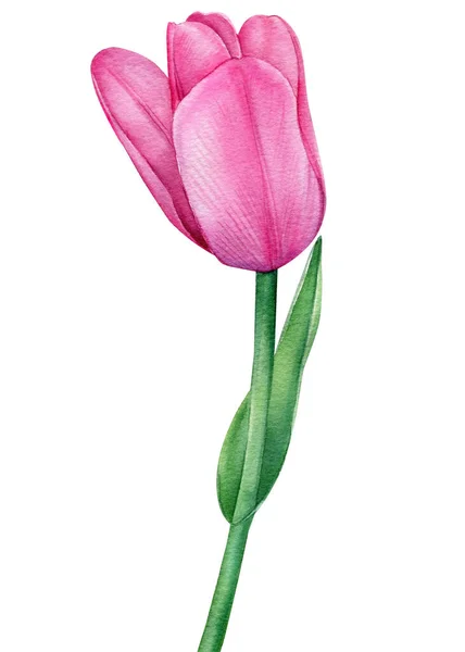 Tulipán acuarela. Ilustración de primavera aislada sobre fondo blanco para su diseño. Flor rosa — Foto de Stock