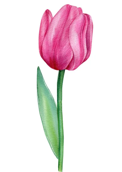 Flor de verano tulipán ilustración aislada sobre fondo blanco. — Foto de Stock