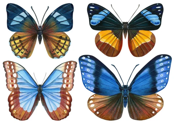 Екзотичні метелики ізольовані на білому тлі. тропічний метелик з різнокольоровими крилами. Набір елементів дизайну . — стокове фото