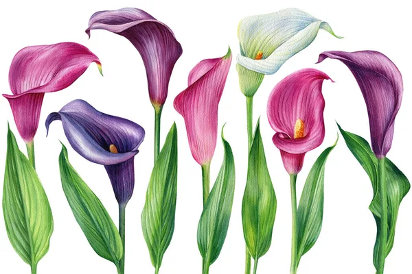 Conjunto de Callas. flores coloridas tropicais e folhas aquarela ilustração botânica sobre fundo branco isolado — Fotografia de Stock