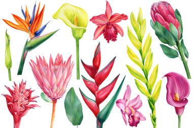 Tropik çiçekler, kallalar, orkideler, bromeliad, protea, strelitzia. suluboya resimleme, izole edilmiş beyaz arkaplan