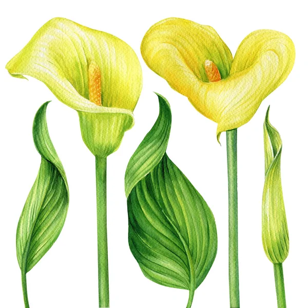 Žluté tropické květiny a listy. Callas akvarel botanické ilustrace na izolovaném bílém pozadí — Stock fotografie