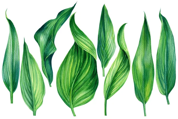 Συλλογή τροπικών φύλλων. Υδατογραφία απεικόνιση των φυτών σε απομονωμένο λευκό φόντο, σχεδιασμός ζούγκλας — Φωτογραφία Αρχείου