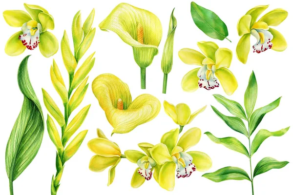 Flores tropicais amarelas, calos, orquídeas, bromélias. Ilustração botânica aquarela sobre fundo branco isolado — Fotografia de Stock