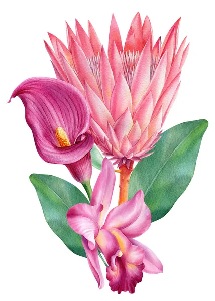 Virágok, liliom, orchideák és protea. Trópusi akvarell illusztráció elszigetelt fehér háttér — Stock Fotó