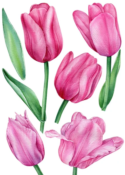 Tulpen opzetten. Voorjaar flora illustratie geïsoleerd op witte achtergrond voor uw ontwerp. Aquarel Bloemen — Stockfoto