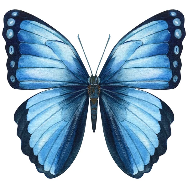 Watercolor blue butterfly isolated on white background. Summer butterfly illustration. — Stock Photo, Image