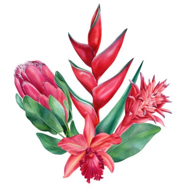 Tropikal flora, orkideler, bromeliad, protea ve heliconia. İzole edilmiş beyaz arkaplanda suluboya çizimi