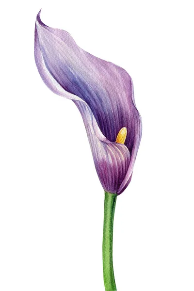열 대 지방의 꽃인 칼라입니다. 격리되어 있는 하얀 배경 위에 있는 수성 식물학적 삽화 — 스톡 사진