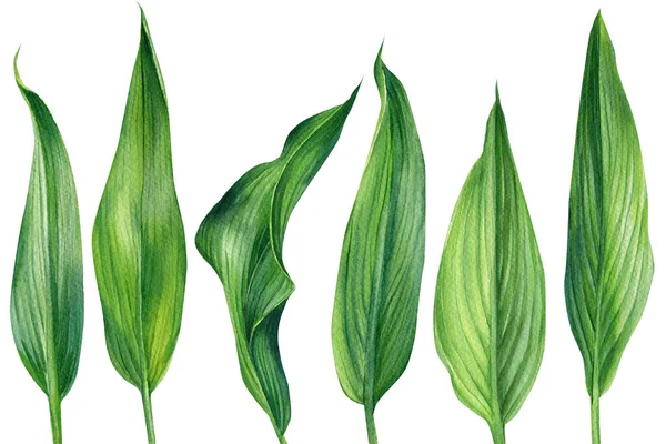 Τροπική χλωρίδα, πράσινα φύλλα βοτανική απεικόνιση ακουαρέλα σε απομονωμένο λευκό φόντο — Φωτογραφία Αρχείου