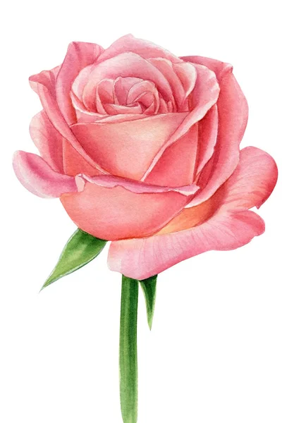 粉红玫瑰贺卡水彩画 — 图库照片