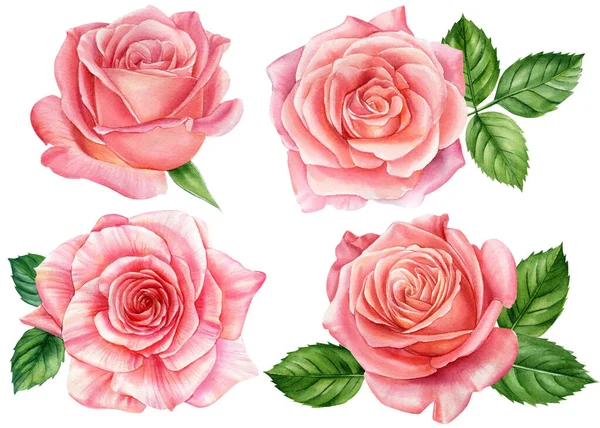 集玫瑰，美丽的花朵在孤立的白色背景，水彩画，植物画 — 图库照片