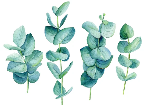 Eukalyptus grüne Zweige Aquarellblätter auf isoliertem weißem Hintergrund. — Stockfoto