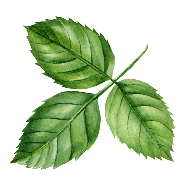 Акварельная иллюстрация зелёного листа — стоковое фото