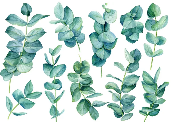 Impostare rami di eucalipto. Foglie di acquerello isolate su sfondo bianco. Design Flora — Foto Stock