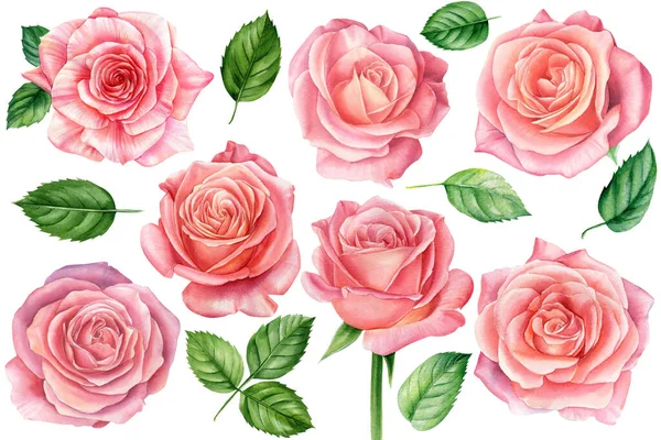 Set di rose rosa su sfondo bianco, acquerello illustrazione botanica — Foto Stock