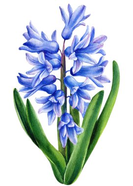 İzole edilmiş beyaz arkaplanda bahar sümbülü çiçeği suluboya çizimi, botanik resim