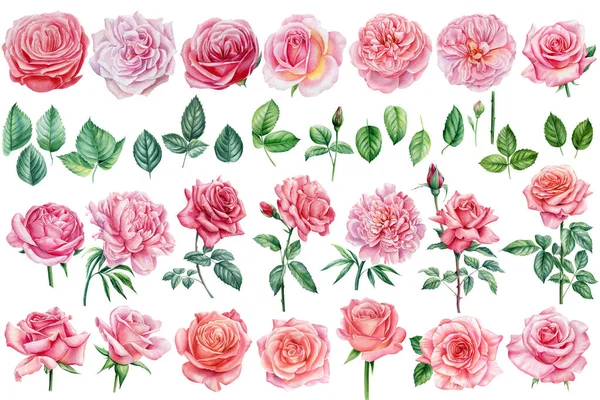 Grande conjunto de flores rosas e folhas isoladas em um fundo branco, ilustração aquarela, arte botânica — Fotografia de Stock