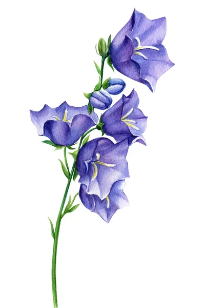 Flor de campanas azules. Ilustración floral acuarela aislada sobre fondo blanco. — Foto de Stock