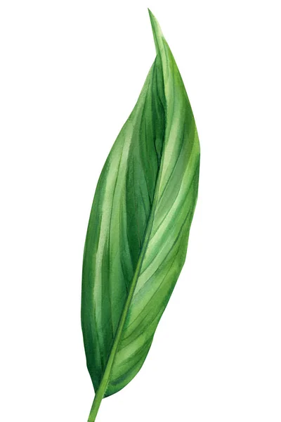 Tropische Blätter auf isoliertem weißem Hintergrund, Aquarell-Illustration, botanische Malerei — Stockfoto