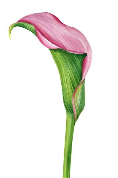 Calla bloem op geïsoleerde witte achtergrond, aquarel illustratie, botanische schilderen — Stockfoto