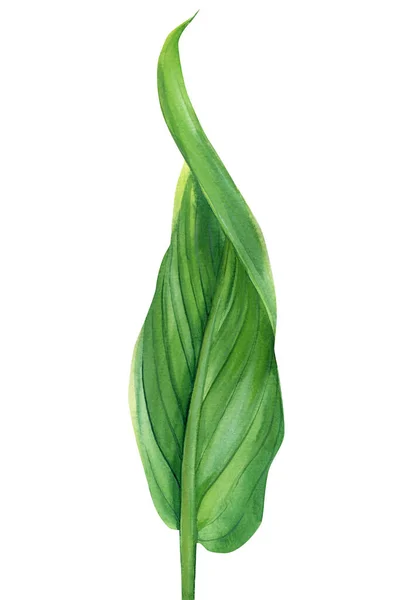 Tropische Blätter auf isoliertem weißem Hintergrund, Aquarell-Illustration, botanische Malerei — Stockfoto