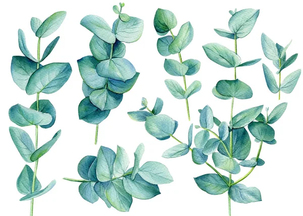 Eucalipto ramos verdes Watercolor folhas sobre isolado no fundo branco. — Fotografia de Stock