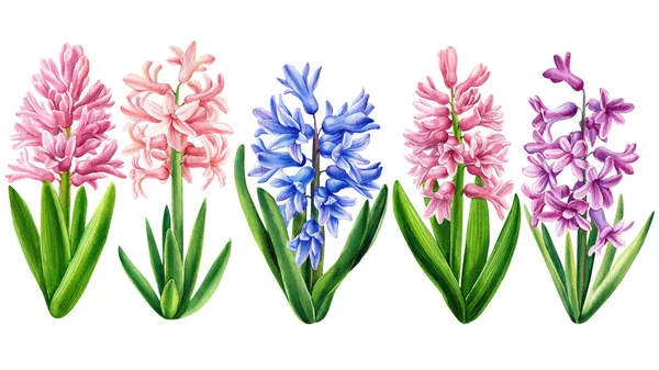 Nastavit hyacint, ručně malované květinové ilustrace, Akvarel květiny izolované na bílém pozadí. — Stock fotografie