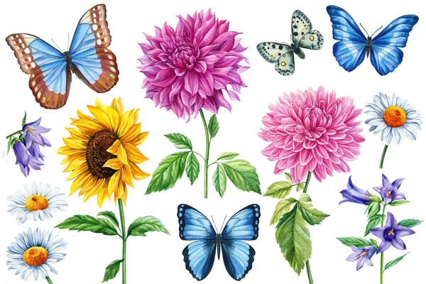Kwiaty i motyle akwarela ilustracja. Dalia, dzwon błękitny, słonecznik i rumianek. — Zdjęcie stockowe