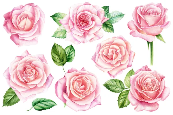 Conjunto de rosas com folhas isoladas sobre fundo branco. Ilustração aquarela. Projeto do cartão de saudação. — Fotografia de Stock