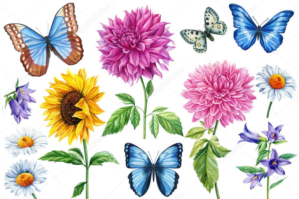 Flowers and butterflies watercolor illustration. Dahlia, bluebell, sunflower and chamomile.
