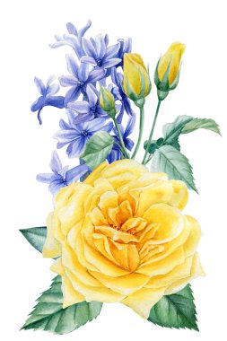 Sarı ve mavi çiçekler. Gül, ayçiçeği, deniz şakayığı ve sümbül. Suluboya çizimi