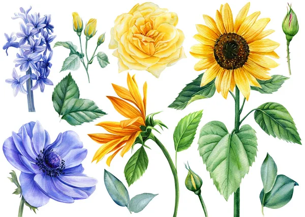 Sarı ve mavi çiçekler. Gül, ayçiçeği, deniz şakayığı ve sümbül. Suluboya çizimi — Stok fotoğraf