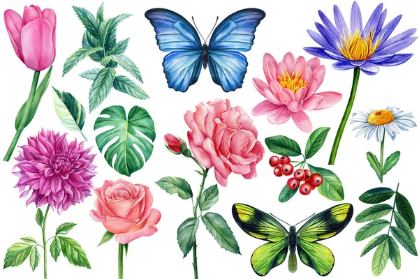 Набір ромашок, троянд, лотосів, тюльпанів, м'яти та метеликів. Акварельна квітка — стокове фото