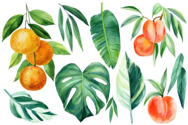 Tropikal bitkiler, canavar, portakal dalı, şeftali ve palmiye yaprakları, botanik resim