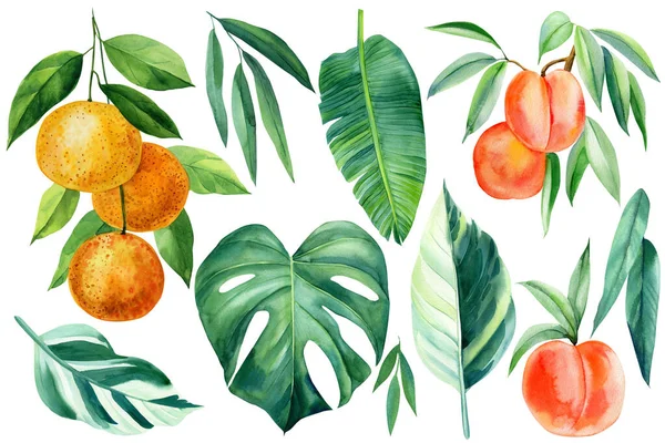 Tropikal bitkiler, canavar, portakal dalı, şeftali ve palmiye yaprakları, botanik resim
