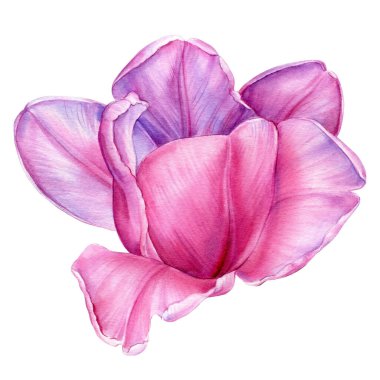 İzole edilmiş beyaz lale, çiçek suluboya çizimi, botanik illüstrasyon