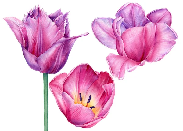 Conjunto de tulipanes en blanco aislado, Dibujo acuarela flores, ilustración de pintura botánica — Foto de Stock