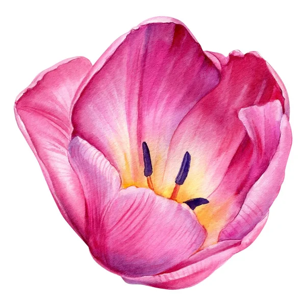 Tulipa no fundo branco isolado, desenho aquarela, pintura botânica. Flor rosa, — Fotografia de Stock