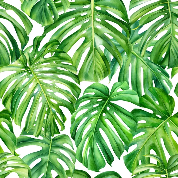Palmové listy, monstrum. Bezešvé akvarely. Tropická ilustrace — Stock fotografie