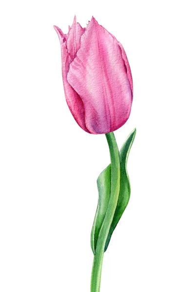 Flor delicada. Tulipán sobre fondo blanco aislado acuarela pintura botánica — Foto de Stock