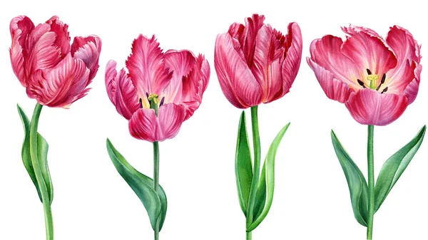 Aquarel collectie tulpen bloemen. Voorjaarsillustratie geïsoleerd op witte achtergrond. Bloemen ontwerp — Stockfoto