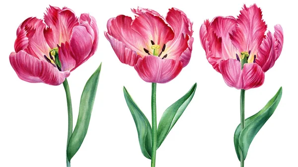 Conjunto de flores. Tulipanes sobre fondo blanco aislado acuarela pintura botánica — Foto de Stock