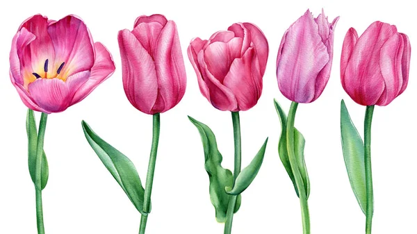Tulpen bloem. Aquarel lente bloemen, met de hand tekenen botanische schilderen, flora ontwerp — Stockfoto