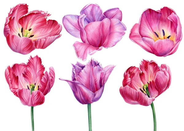 Bloemen zetten. Voorjaarsbloem. Roze tulpen op een witte achtergrond. Aquarel tulp illustratie. — Stockfoto
