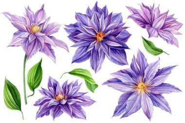 İzole edilmiş beyaz bir arka planda çiçek seti. Suluboya çizimleri. Violet clematis